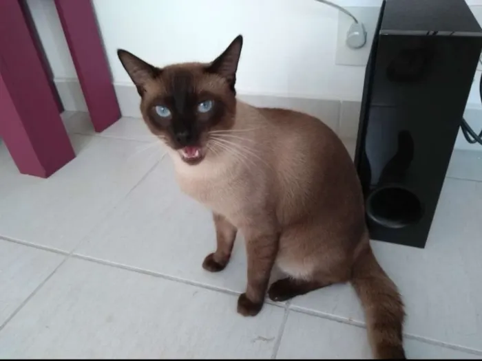Gato raça siames idade 1 ano nome Mel