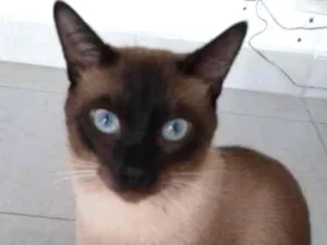 Gato raça siames idade 1 ano nome Mel