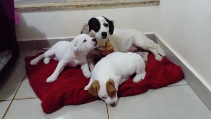 Cachorro ra a  idade  nome Lua, Bola e Branco