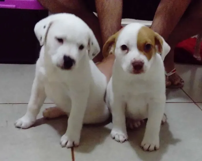 Cachorro ra a  idade  nome Lua, Bola e Branco