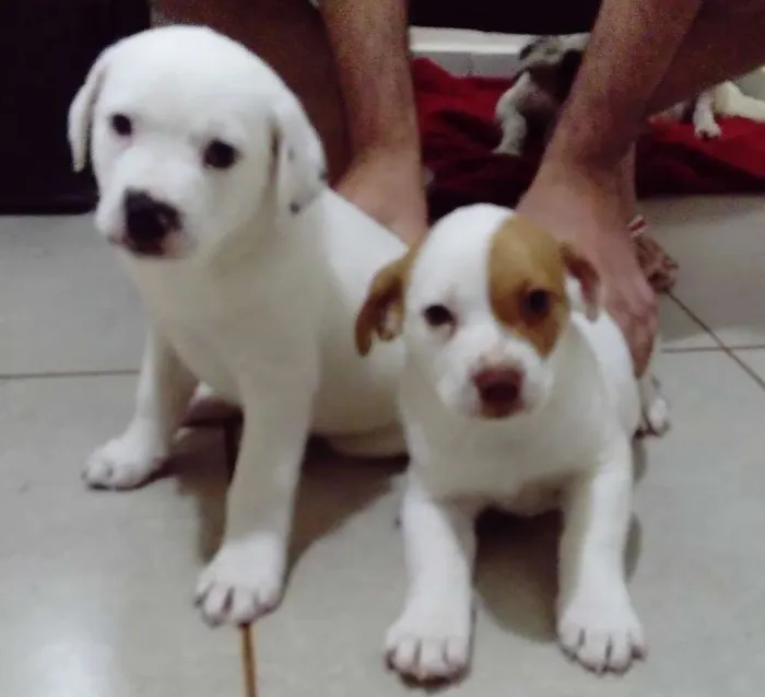 Cachorro ra a  idade  nome Lua, Bola e Branco