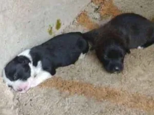 Cachorro raça Sem raça definida idade Abaixo de 2 meses nome Sem nome