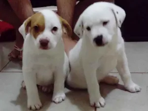 Cachorro raça  idade  nome Lua, Bola e Branco