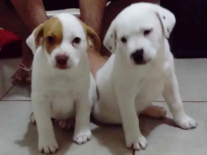 Cachorro ra a  idade  nome Lua, Bola e Branco