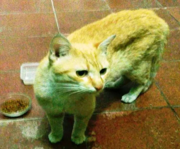 Gato ra a SRD idade 7 a 11 meses nome Nic