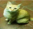 Nic