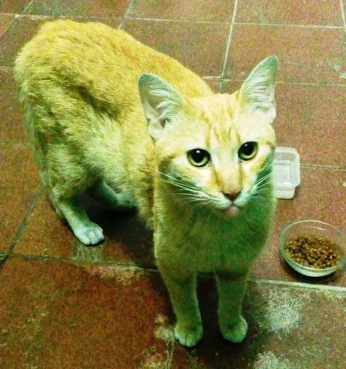 Gato ra a SRD idade 7 a 11 meses nome Nic