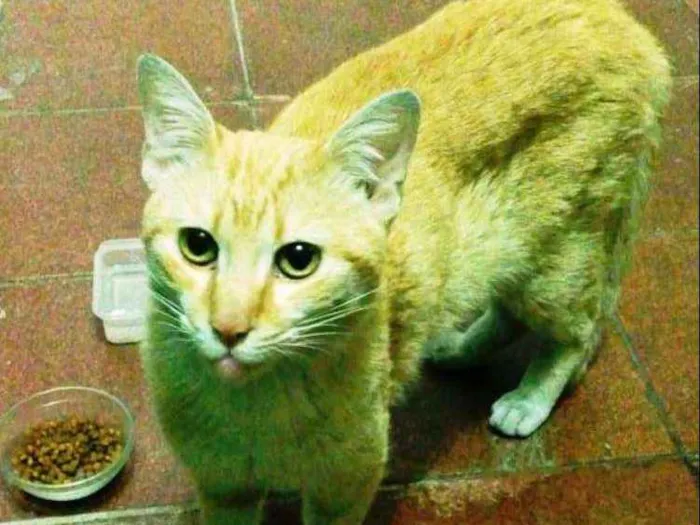 Gato ra a SRD idade 7 a 11 meses nome Nic