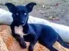 Cachorro raça Mistura de rask com viralata idade 1 ano nome Sem nome