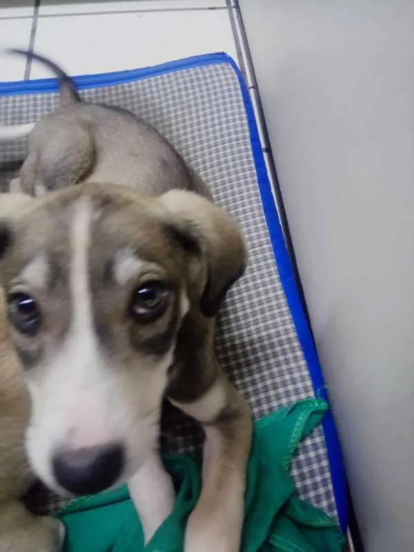 Cachorro ra a Vira lata idade 2 a 6 meses nome Bell