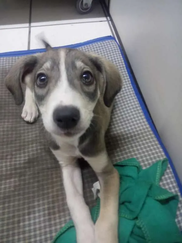 Cachorro ra a Vira lata idade 2 a 6 meses nome Bell