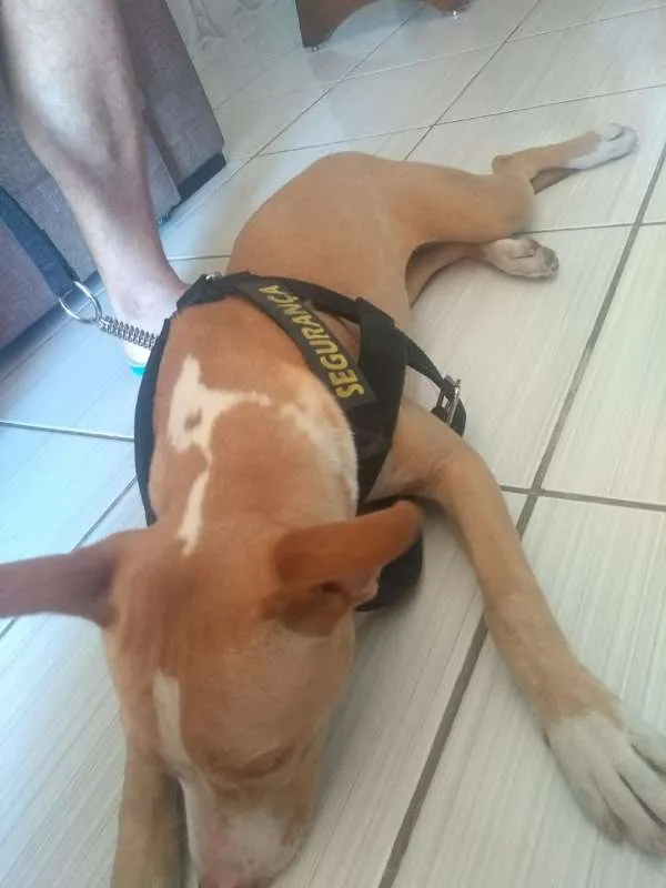 Cachorro ra a Pit-Bull idade 7 a 11 meses nome não sei