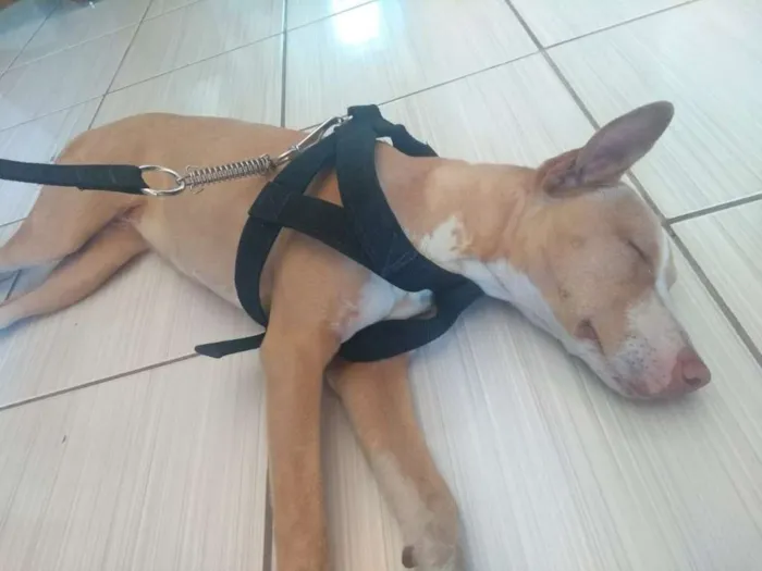 Cachorro ra a Pit-Bull idade 7 a 11 meses nome não sei