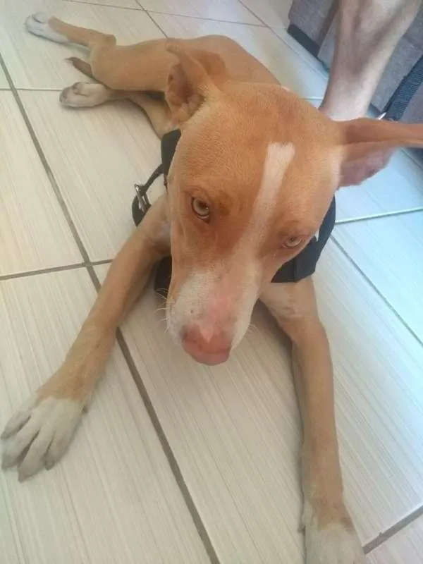 Cachorro ra a Pit-Bull idade 7 a 11 meses nome não sei