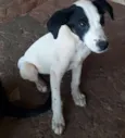 Cão