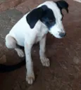 Cão