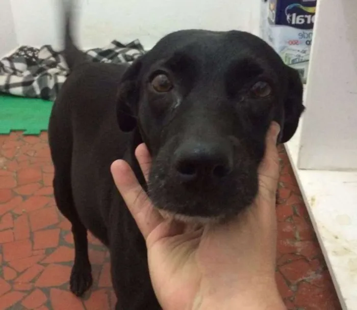 Cachorro raça SRD idade 2 anos nome Pandora