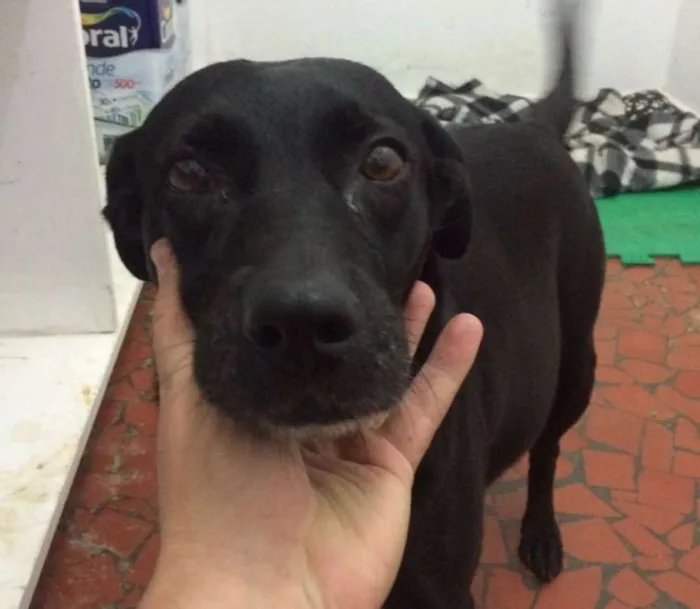 Cachorro raça SRD idade 2 anos nome Pandora