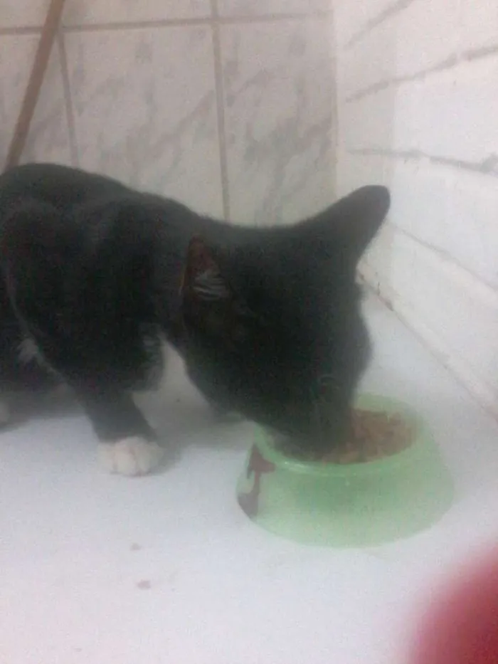 Gato raça Vira lata idade 2 anos nome Onix,tigresa, bigode