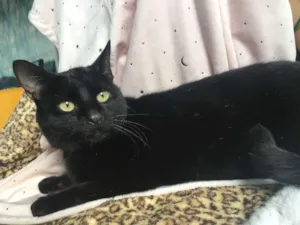 Gato raça SRD idade 7 a 11 meses nome MIRÓ