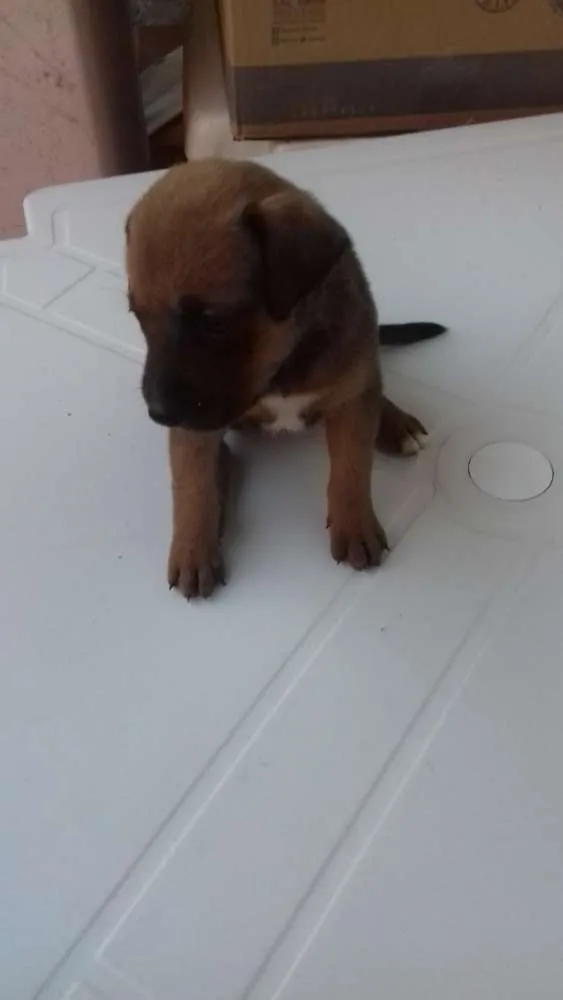 Cachorro ra a Misturado  idade Abaixo de 2 meses nome Kika