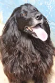 SAM