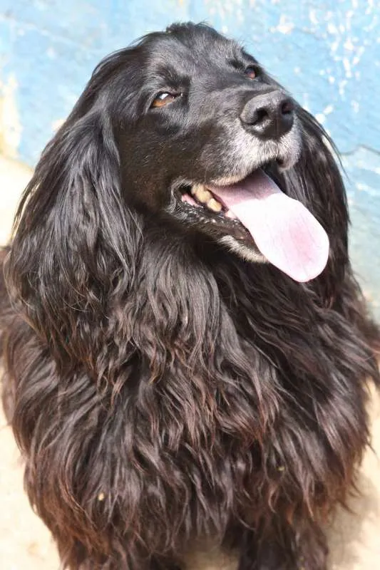 Cachorro ra a SRD idade 6 ou mais anos nome SAM