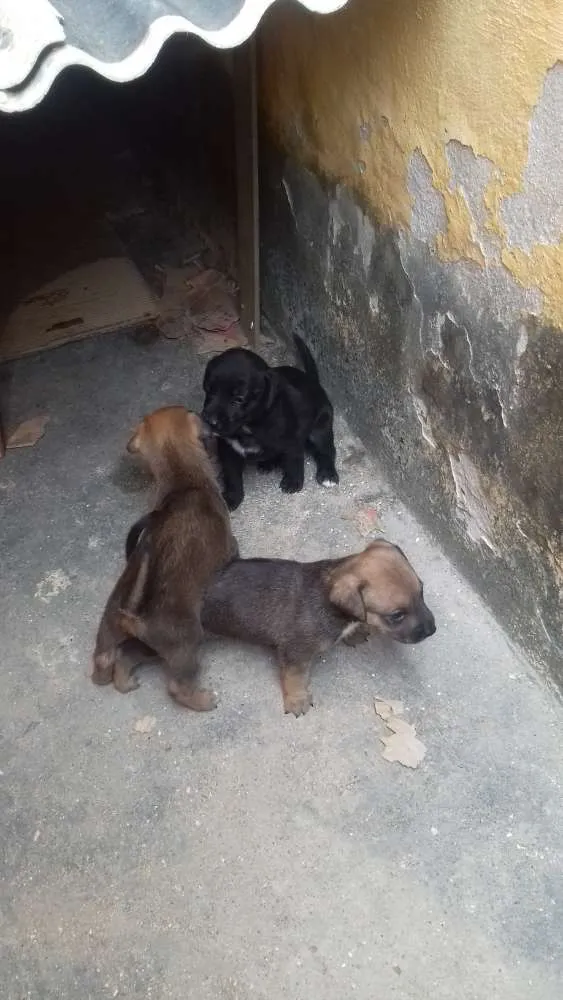 Cachorro ra a Misturado  idade Abaixo de 2 meses nome Nina