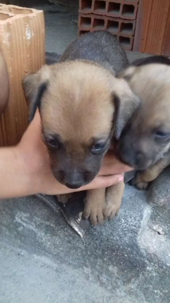 Cachorro ra a Misturado  idade Abaixo de 2 meses nome Lina