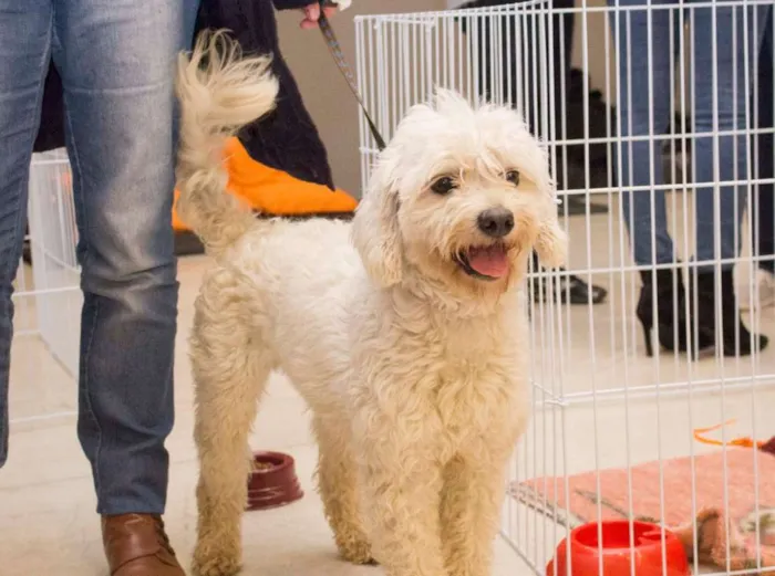 Cachorro ra a mix poodle idade 2 anos nome Bethoven