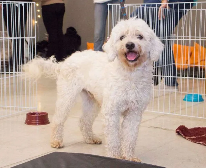 Cachorro ra a mix poodle idade 2 anos nome Bethoven