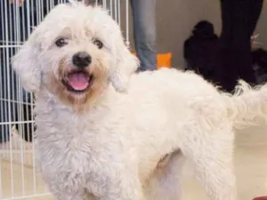 Cachorro raça mix poodle idade 2 anos nome Bethoven