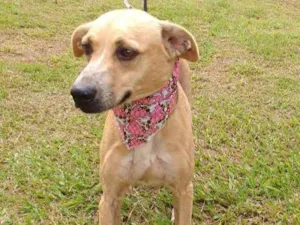 Cachorro raça SRD idade 6 ou mais anos nome AIKA