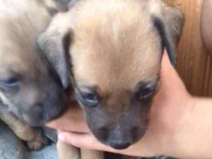 Cachorro raça Misturado  idade Abaixo de 2 meses nome Lina
