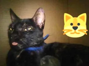 Gato raça  idade 2 anos nome Neguinha 