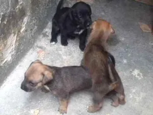 Cachorro raça Misturado  idade Abaixo de 2 meses nome Nina