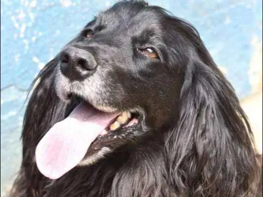 Cachorro ra a SRD idade 6 ou mais anos nome SAM