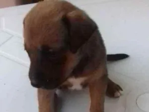 Cachorro raça Misturado  idade Abaixo de 2 meses nome Kika