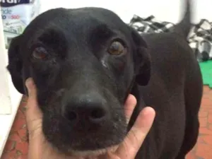 Cachorro raça SRD idade 2 anos nome Pandora