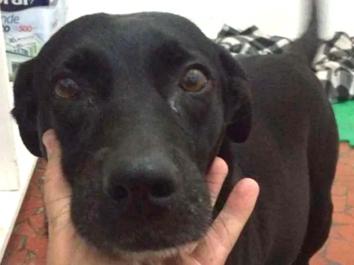 Cachorro raça SRD idade 2 anos nome Pandora