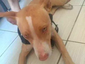 Cachorro raça Pit-Bull idade 7 a 11 meses nome não sei