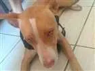 Cachorro raça Pit-Bull idade 7 a 11 meses nome não sei