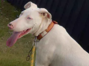 Cachorro raça Vira lata com lavrador  idade 1 ano nome Zeus