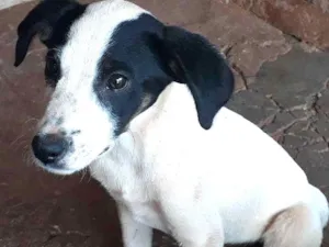 Cachorro raça  idade 7 a 11 meses nome Cão