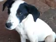 Cão