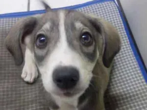 Cachorro raça Vira lata idade 2 a 6 meses nome Bell