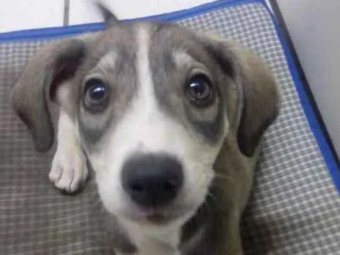 Cachorro ra a Vira lata idade 2 a 6 meses nome Bell