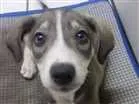 Cachorro raça Vira lata idade 2 a 6 meses nome Bell