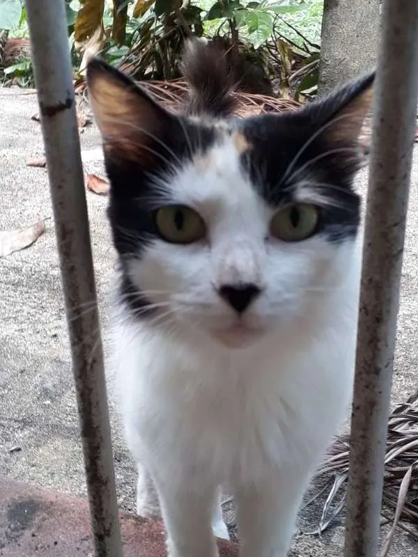 Gato ra a SRD idade 1 ano nome Princesa -CASTRADA 