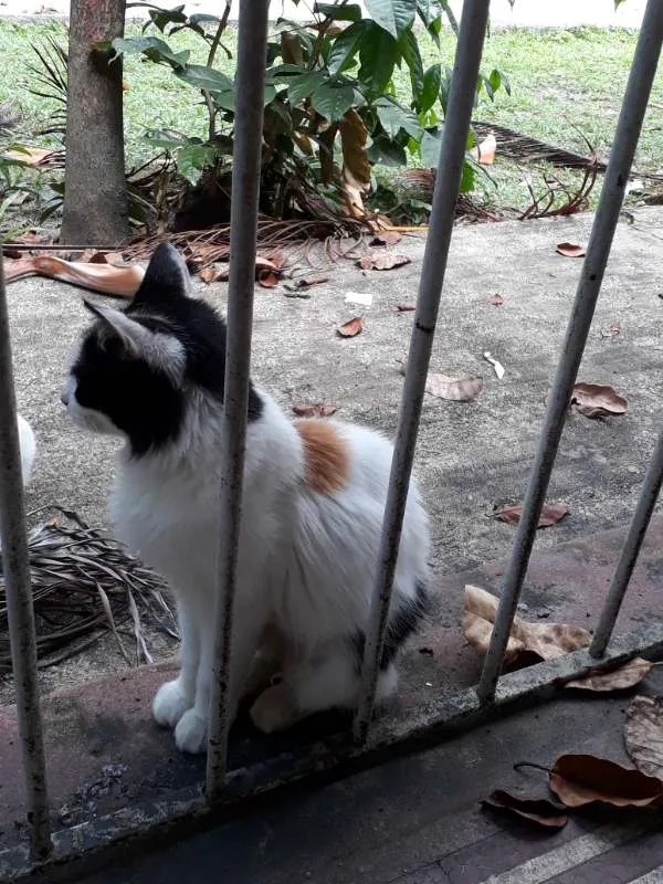 Gato ra a SRD idade 1 ano nome Princesa -CASTRADA 